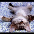 Business 6 image ABSOLUTELY FABULOUS Beauty Salons & Consultants in Leeds We