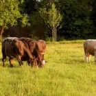 Business 1 image ACCENT LETTINGS & MANAGEMENT Real Estate Services in Cambridge Ca