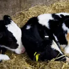 Business 1 image ALBERT'S TABLE English Restaurants in Croydon Su