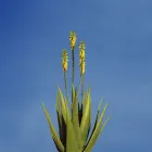 Business 1 image ALOE VERA NORTHAMPTON Health Food Suppliers in Northampton No