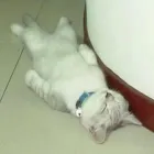 Business 2 image AMBER HEALTH, BEAUTY & SPORTS INJURY CLINIC Threading in Plymouth De