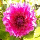 Business 5 image ANDREW RADWANSKI GARDENS LTD. Tree Services in London Gr