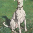 Business 1 image ANGEL FEET - PROFESSIONAL REFLEXOLOGY Reflexology in Northampton No