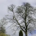 Business 10 image BANGKOK EXPRESS Takeaway Food in Brighton Ea