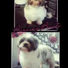 Business 3 image BARKING BEAUTY DOG GROOMING Pets & Animals in Plymouth De