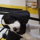 Business 4 image BARKING OUT LOUD Pets & Animals in Leeds We