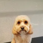 Business 1 image BIRKENHEAD DOG GROOMERS Pet Services in Birkenhead Me