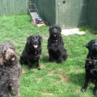 Business 3 image BRIGHTHOUSE Electrical Appliance Rentals in London Gr