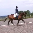 Business 6 image BRIGHTSTAR PERFORMANCE Riding Schools in Nottingham No