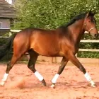 Business 8 image BRIGHTSTAR PERFORMANCE Riding Schools in Nottingham No