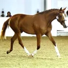 Business 9 image BRIGHTSTAR PERFORMANCE Riding Schools in Nottingham No