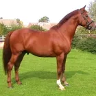 Business 2 image BRIGHTSTAR PERFORMANCE Riding Schools in Nottingham No