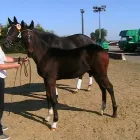 Business 5 image BRIGHTSTAR PERFORMANCE Riding Schools in Nottingham No