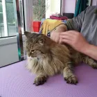 Business 1 image CLASSY CATS Pets & Animals in Plymouth De