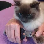 Business 3 image CLASSY CATS Pets & Animals in Plymouth De