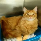 Business 1 image COASTWAY VETS, SHOREHAM Veterinary Services in Shoreham-By-Sea We