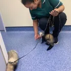 Business 5 image COASTWAY VETS, SHOREHAM Veterinary Services in Shoreham-By-Sea We