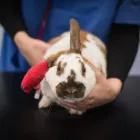 Business 10 image COASTWAY VETS, SHOREHAM Veterinary Services in Shoreham-By-Sea We