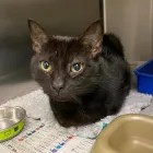 Business 16 image COASTWAY VETS, SHOREHAM Veterinary Services in Shoreham-By-Sea We