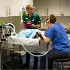 Business 24 image COASTWAY VETS, SHOREHAM Veterinary Services in Shoreham-By-Sea We