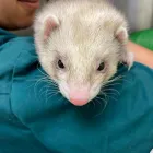 Business 2 image COASTWAY VETS, WOODINGDEAN Veterinary Services in Brighton Ea