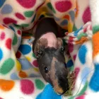 Business 4 image COASTWAY VETS, WOODINGDEAN Veterinary Services in Brighton Ea