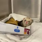 Business 5 image COASTWAY VETS, WOODINGDEAN Veterinary Services in Brighton Ea