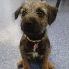 Business 8 image COASTWAY VETS, WOODINGDEAN Veterinary Services in Brighton Ea