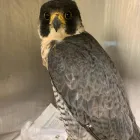 Business 9 image COASTWAY VETS, WOODINGDEAN Veterinary Services in Brighton Ea