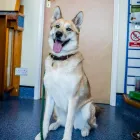 Business 16 image COASTWAY VETS, WOODINGDEAN Veterinary Services in Brighton Ea