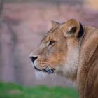 Business 2 image DAVID DODGE PHOTOGRAPHY Wedding Services in London Gr