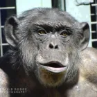 Business 3 image DAVID DODGE PHOTOGRAPHY Wedding Services in London Gr