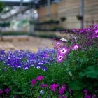 Business 2 image DOBBIES GARDEN CENTRE GOSFORTH Plant Nurseries & Garden Centres in Gosforth Ty