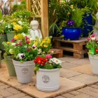 Business 6 image DOBBIES GARDEN CENTRE RUGBY Plant Nurseries & Garden Centres in Frankton Wa