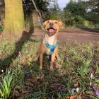 Business 1 image DOGGIE DAY WALKERS Pets & Animals in Birkenhead Me