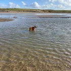 Business 9 image DOGGIE DAY WALKERS Pets & Animals in Birkenhead Me