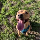 Business 10 image DOGGIE DAY WALKERS Pets & Animals in Birkenhead Me