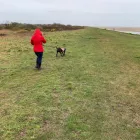 Business 11 image DOGGIE DAY WALKERS Pets & Animals in Birkenhead Me