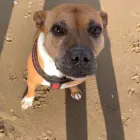 Business 13 image DOGGIE DAY WALKERS Pets & Animals in Birkenhead Me