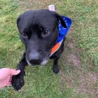 Business 18 image DOGGIE DAY WALKERS Pets & Animals in Birkenhead Me