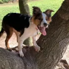 Business 23 image DOGGIE DAY WALKERS Pets & Animals in Birkenhead Me