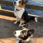 Business 26 image DOGGIE DAY WALKERS Pets & Animals in Birkenhead Me