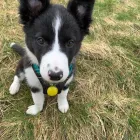 Business 28 image DOGGIE DAY WALKERS Pets & Animals in Birkenhead Me