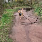 Business 29 image DOGGIE DAY WALKERS Pets & Animals in Birkenhead Me