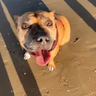 Business 30 image DOGGIE DAY WALKERS Pets & Animals in Birkenhead Me