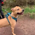 Business 32 image DOGGIE DAY WALKERS Pets & Animals in Birkenhead Me