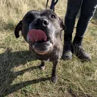 Business 38 image DOGGIE DAY WALKERS Pets & Animals in Birkenhead Me