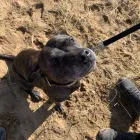 Business 39 image DOGGIE DAY WALKERS Pets & Animals in Birkenhead Me