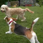 Business 4 image DOGGIES FRIEND Pet Services in Northampton No