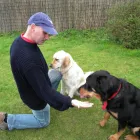 Business 6 image DOGGIES FRIEND Pet Services in Northampton No